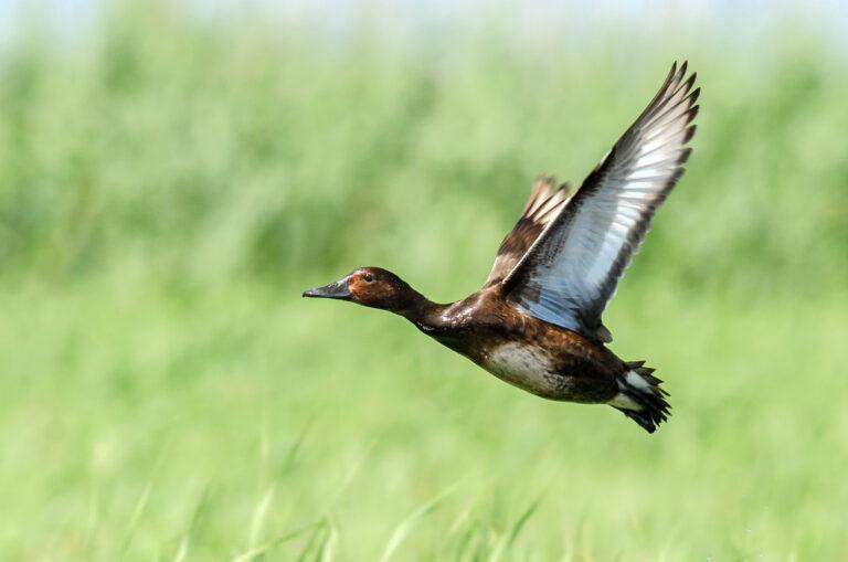 Ferruginous Duck (Aythya nyroca)