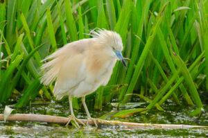 Squacco Heron (Ardeola ralloides)