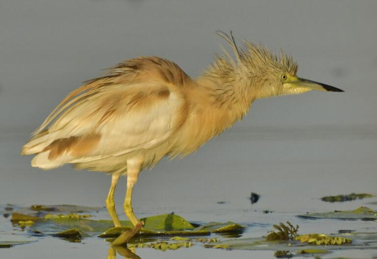 Squacco Heron (Ardeola ralloides)