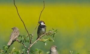 Spanish Sparrow (Passer hispaniolensis)