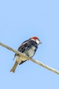 Spanish Sparrow (Passer hispaniolensis)