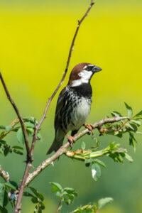 Spanish Sparrow (Passer hispaniolensis)