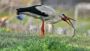 white stork
