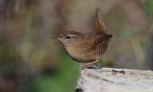 TROGLODYTE TROGLODYTE