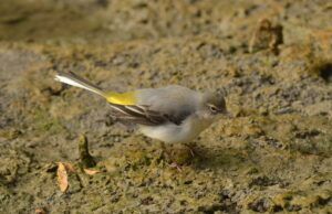 motacilla cinerea