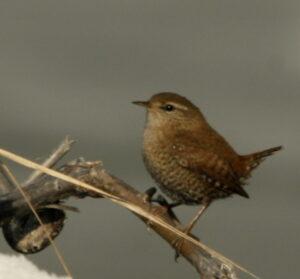 Eurasian Wren (Troglodytes troglodytes)