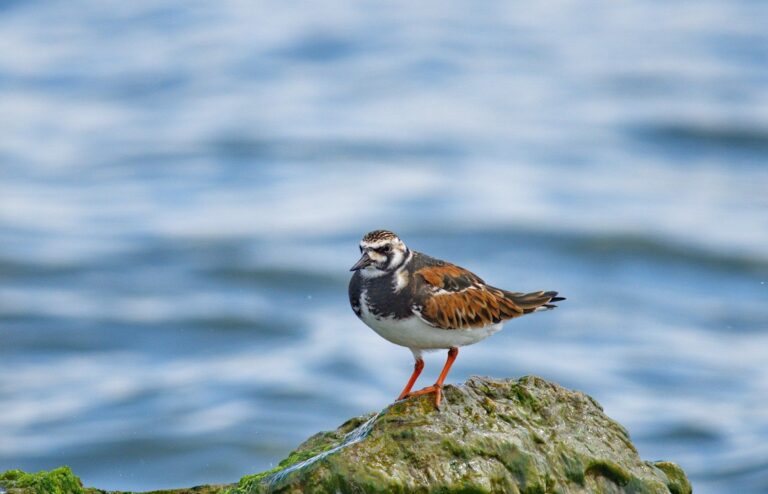 Ruddy Turnstone (Arenaria interpres)
