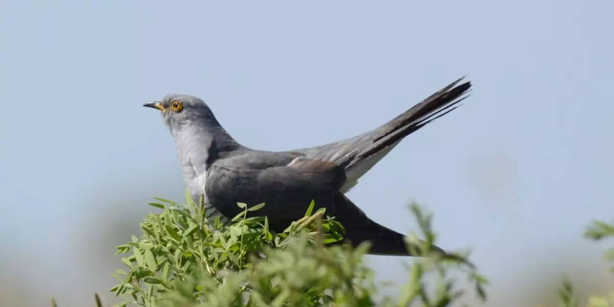 Featured Image