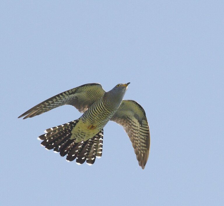 Common Cuckoo (Cuculus canorus)