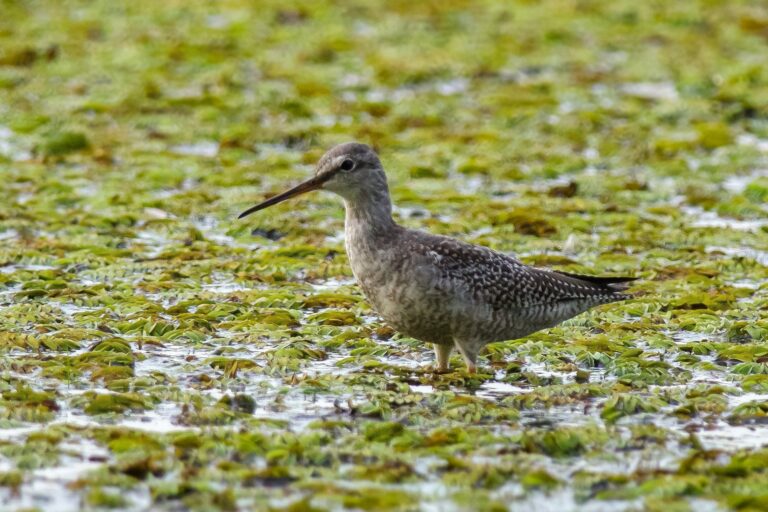 Spotted Redshank (Tringa erythropus)