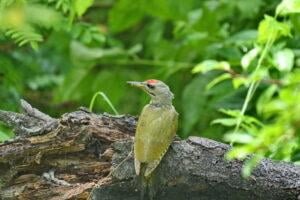 Grey-headed Woodpecker (Picus canus)