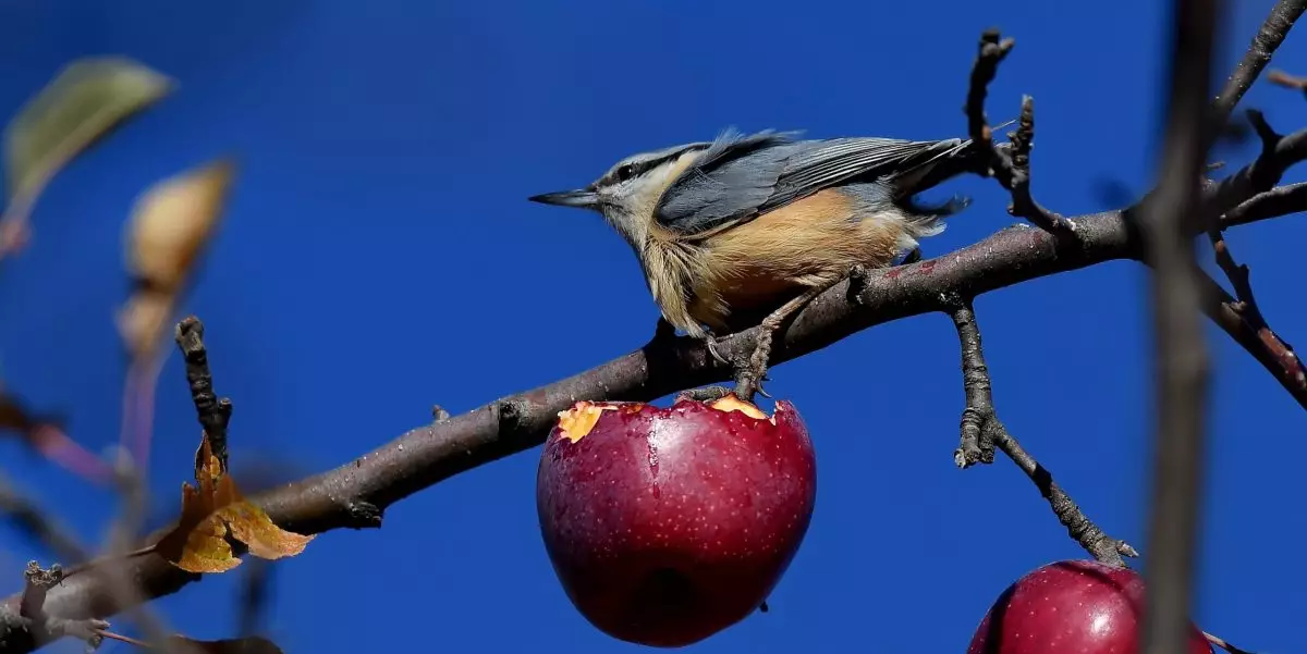 Featured Image