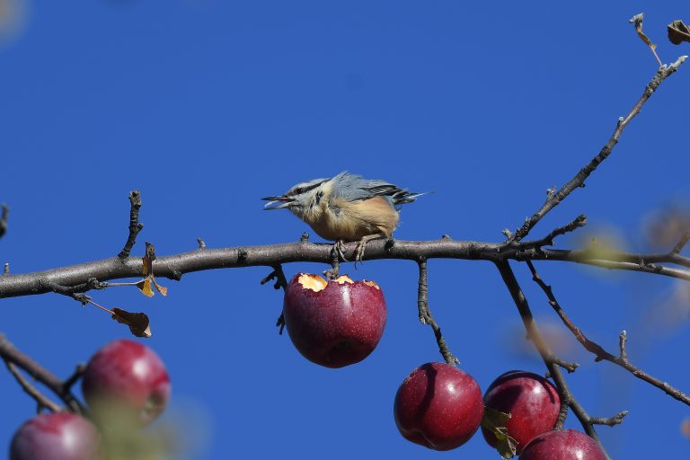 Eurasian Nuthatch (Sitta europaea)