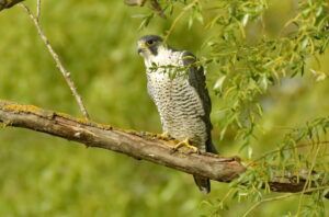 peregrine falcon