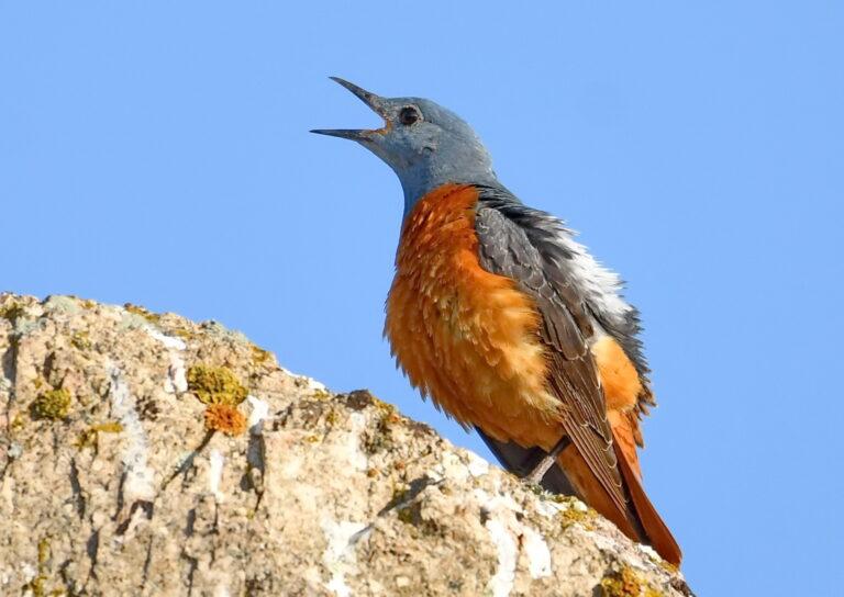 Common Rock Thrush (Monticola saxatilis)