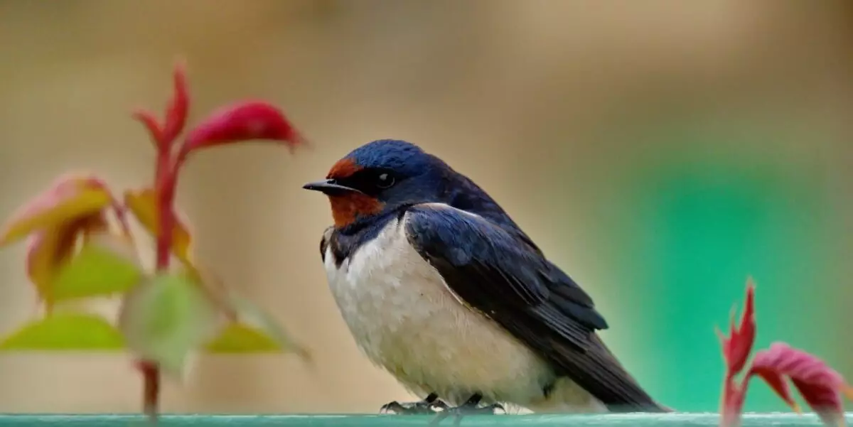 Featured Image