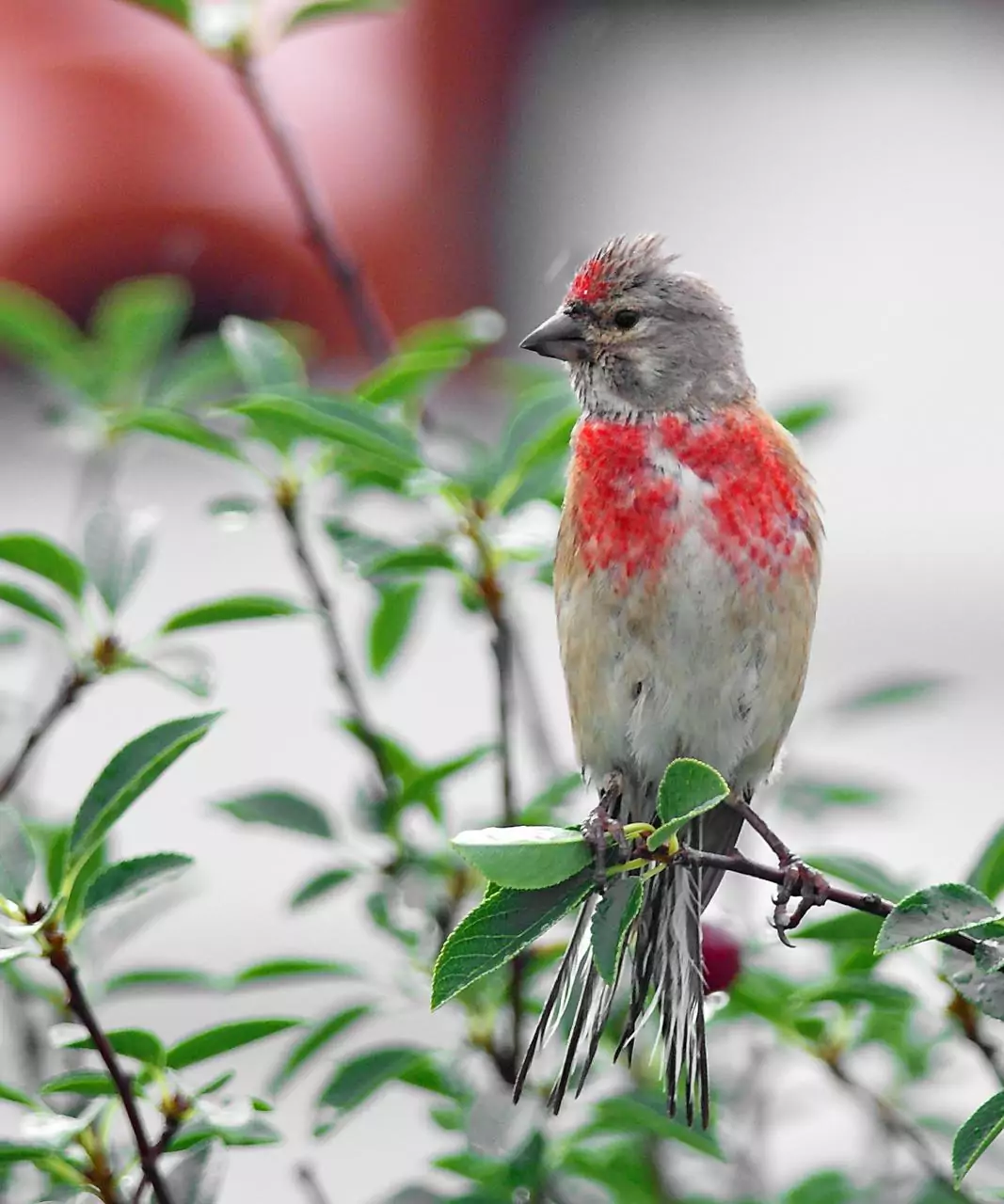 Carduelis cannabina