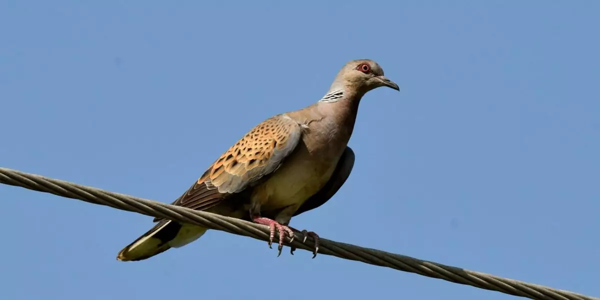 Featured Image