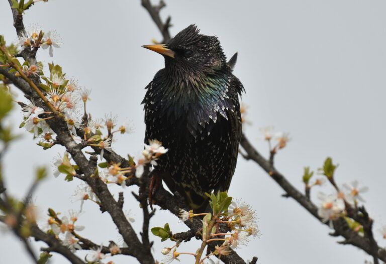 Common Starling (Sturnus vulgaris)
