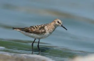 calidris minuta