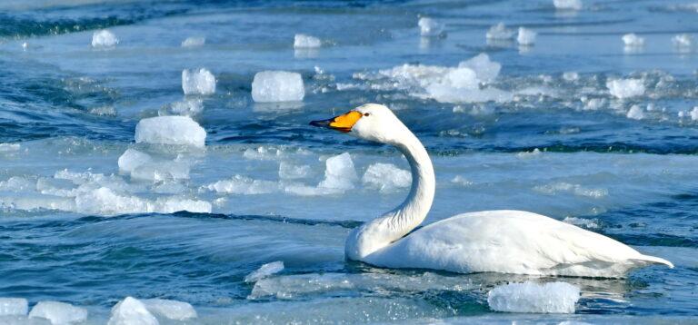 Whooper Swan (Cygnus cygnus)