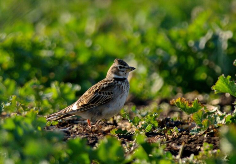 Calandra Lark (Melanocorypha calandra)