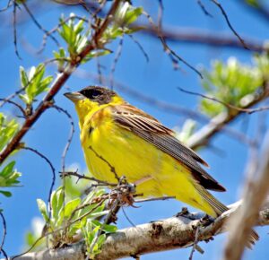Presură cu cap negru (Emberiza melanocephala)