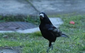 raven