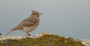 crested lark