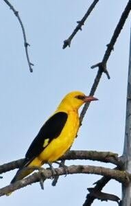 Eurasian Golden Oriole (Oriolus oriolus)
