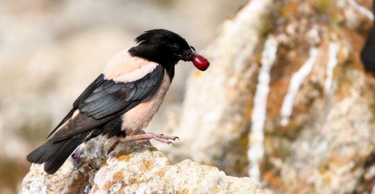 23 - 30 mai 2027 Tour pour observer les oiseaux dans Delta du Danube - Roumanie