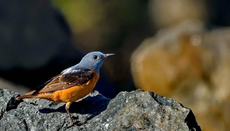 Common Rock Thrush (Monticola saxatilis)