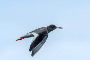 Common Redshank (Tringa totanus)