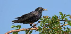 sturnus vulgaris