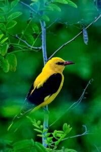 Eurasian Golden Oriole (Oriolus oriolus)