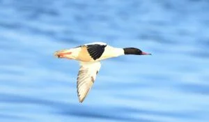 cufundar mare