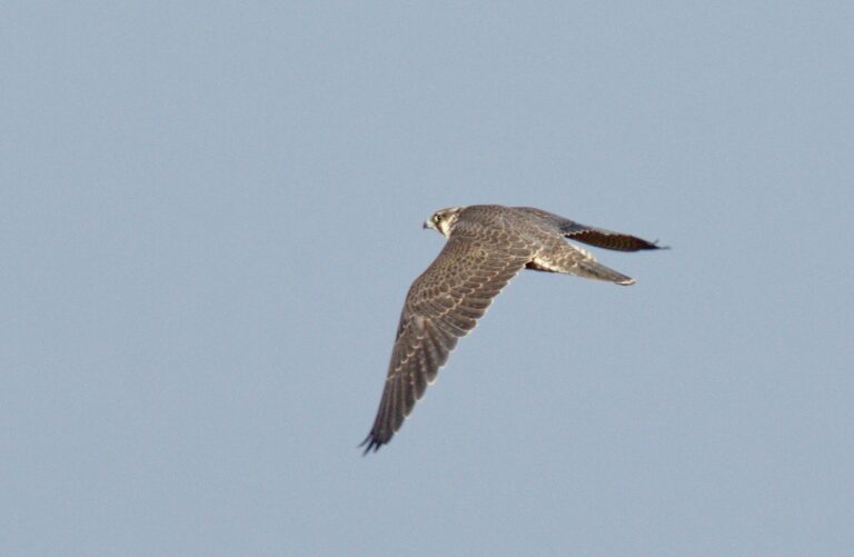 Peregrine Falcon (Falco peregrinus)