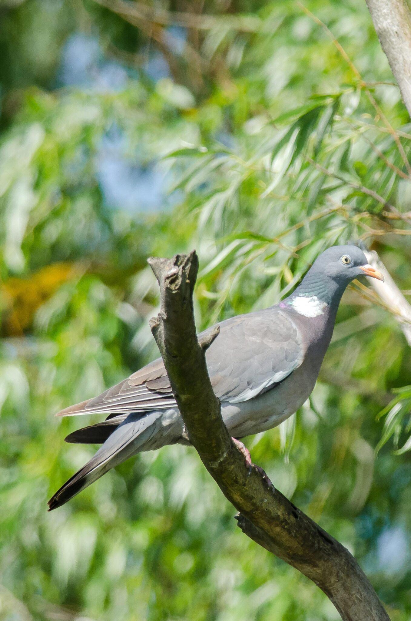 Common Wood Pigeon Columba Palumbus Wild Travel In Danube Delta common-wood-pigeon-columba-palumbus-wild-travel-in-danube-delta