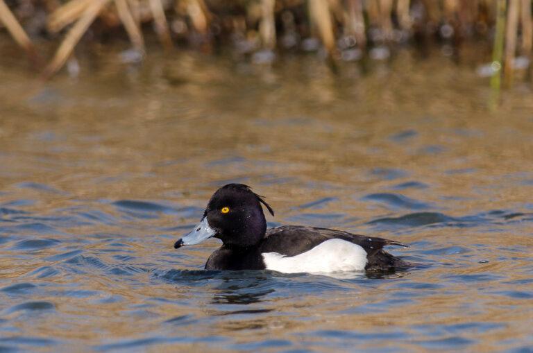 Tufted Duck (Aythya fuligula)