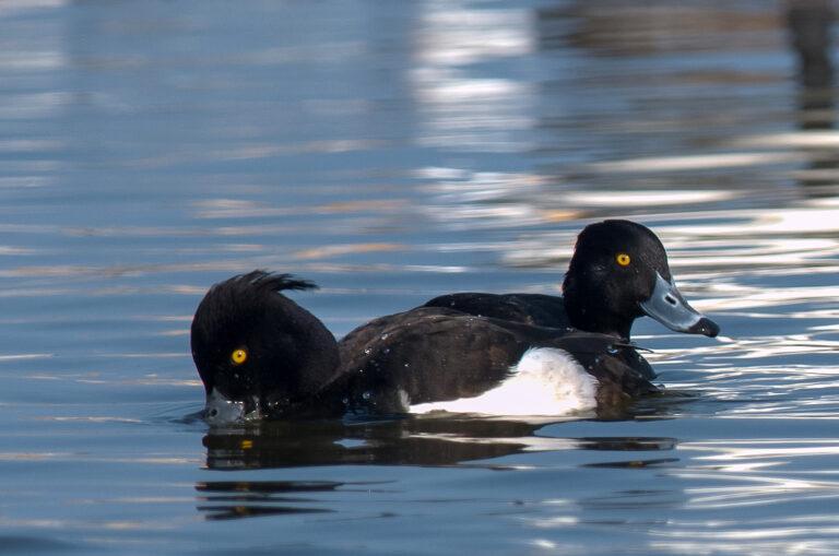 Tufted Duck (Aythya fuligula)