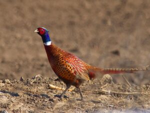 Phasianus colchicus