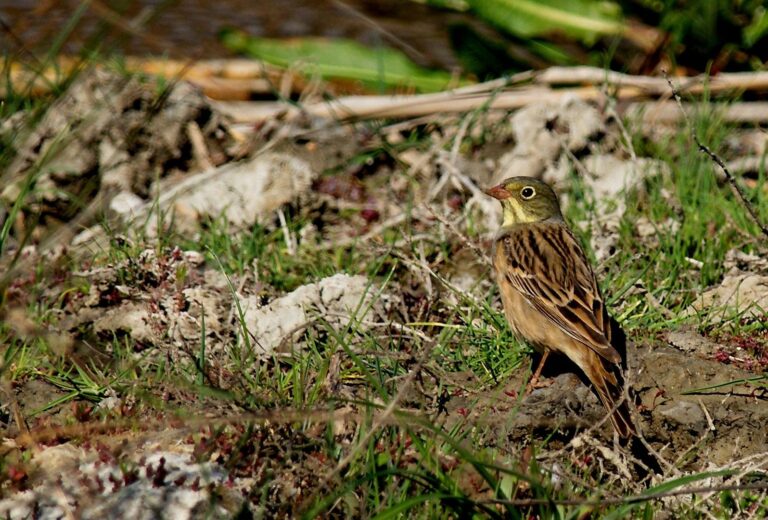 Ortolan Bunting (Emberiza hortulana)