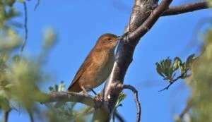 savi,s warbler