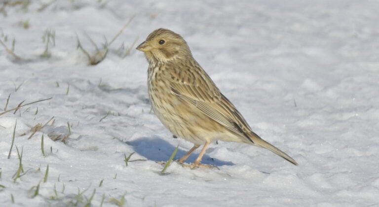 Eurasian Skylark (Alauda arvensis)