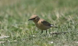 oenanthe isabellina
