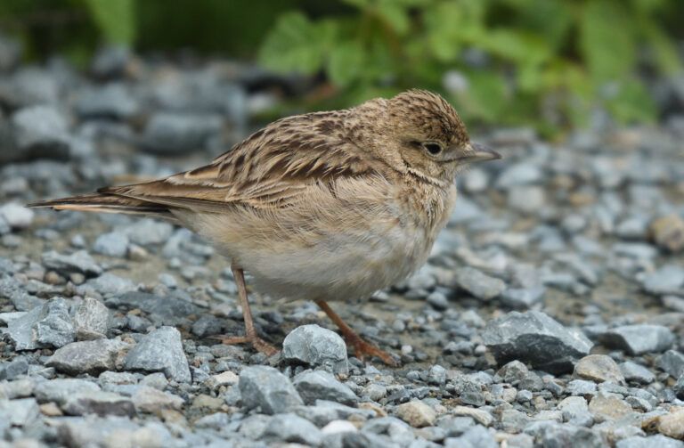 Greater Short toed Lark (Calandrella brachydactyla)