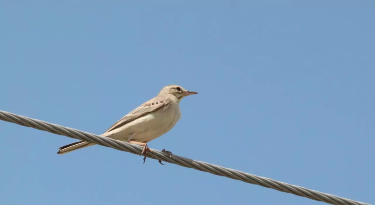Anthus campestris