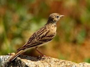 Greater Short toed Lark (Calandrella brachydactyla)