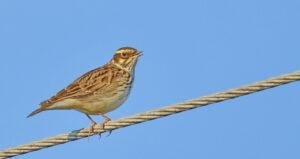 Woodlark (Lullula arborea)