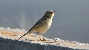 anthus campestris